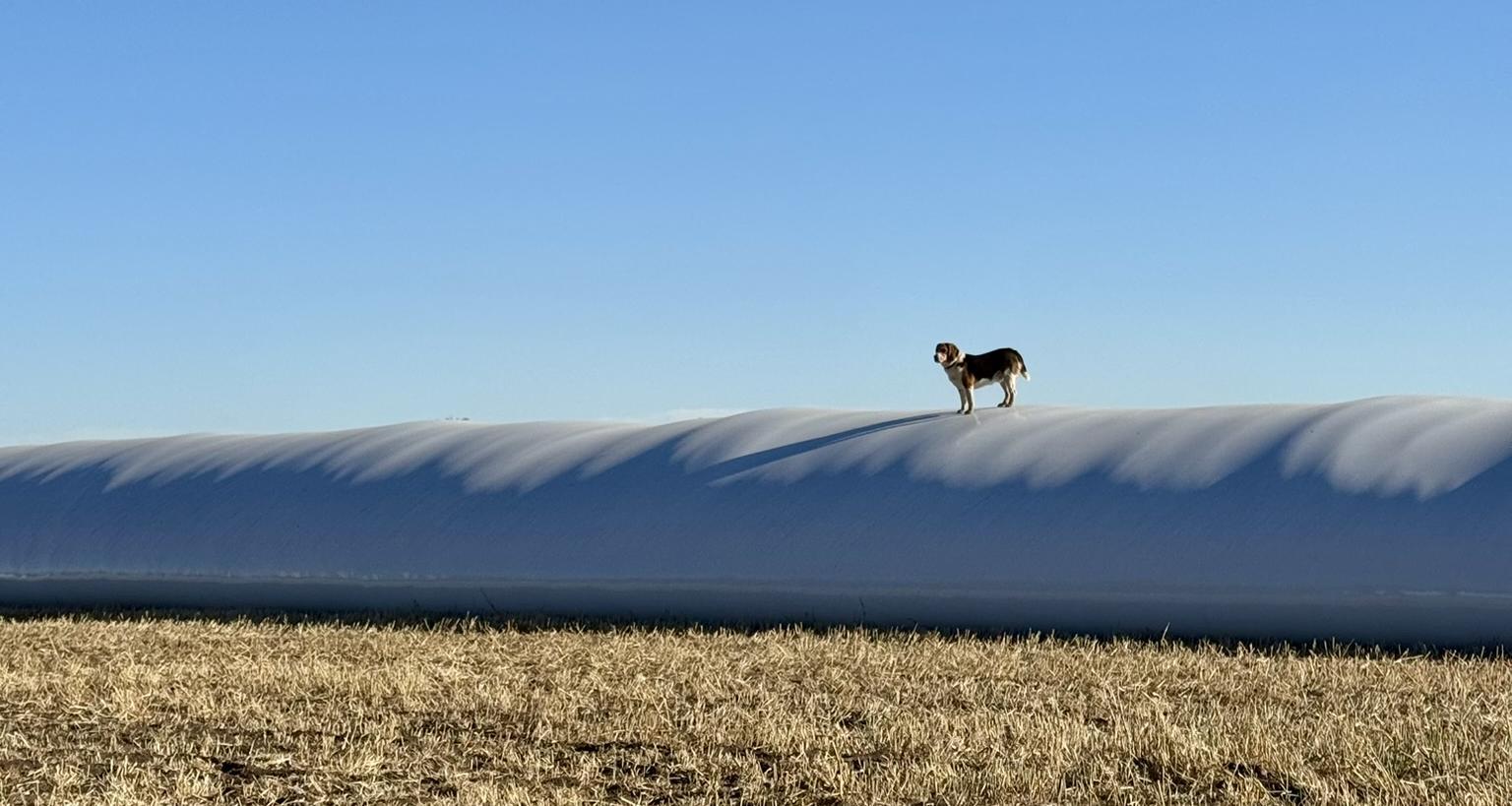 Farm dog on grain bag